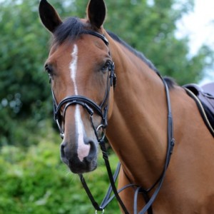 Saddlery and leatherworks for your horse: what to look for