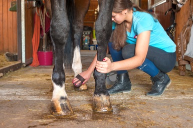 Caring for your horse after a ride